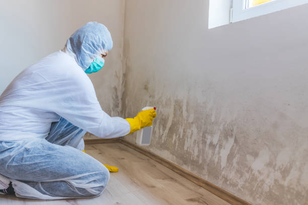 Licensed Black Mold Remediation service in Wellington, FL - Car Mold Remediation