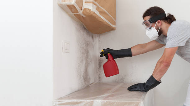 Professional Black Mold Remediation technician working in Wellington, FL
